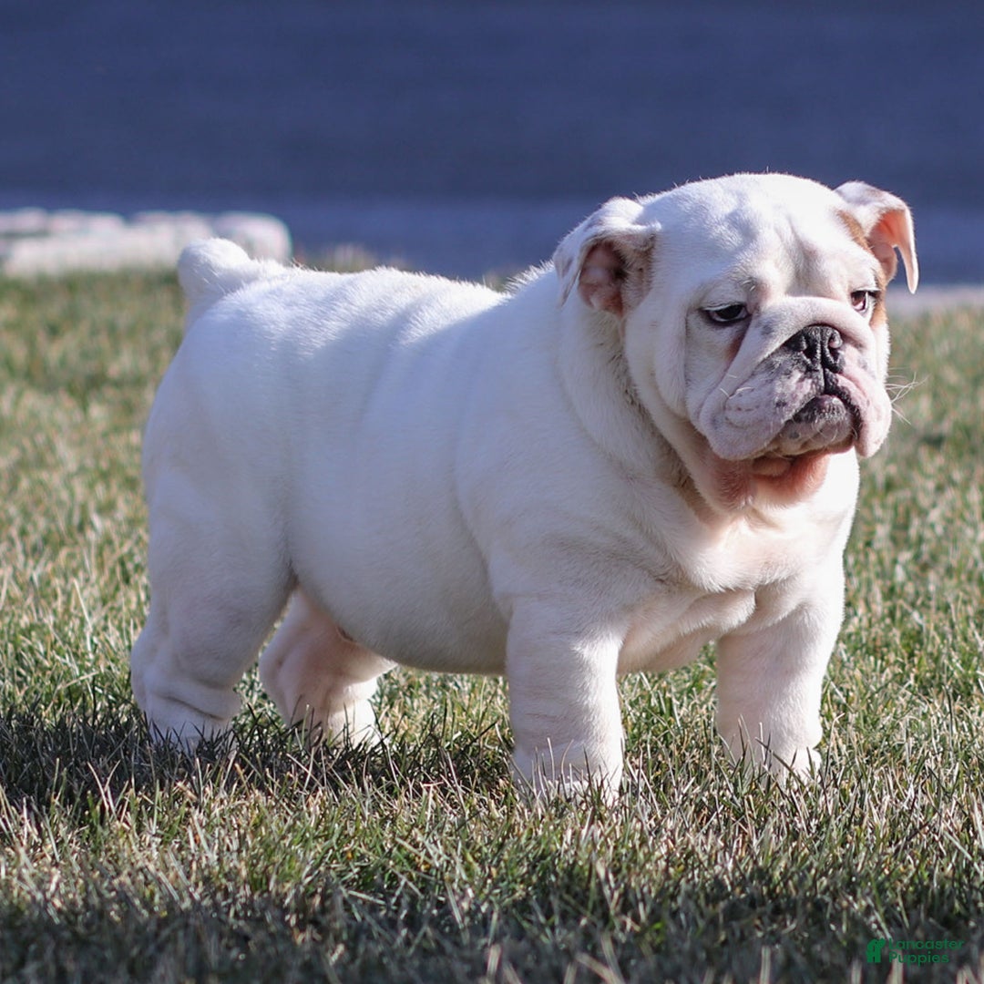 English Bulldog dogs for sale: Frosty - Ad 3