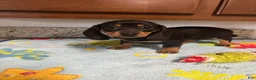 Miniature Dachshund dogs for sale: Aurora  - Ad 5