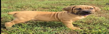 Boerboel Female 2