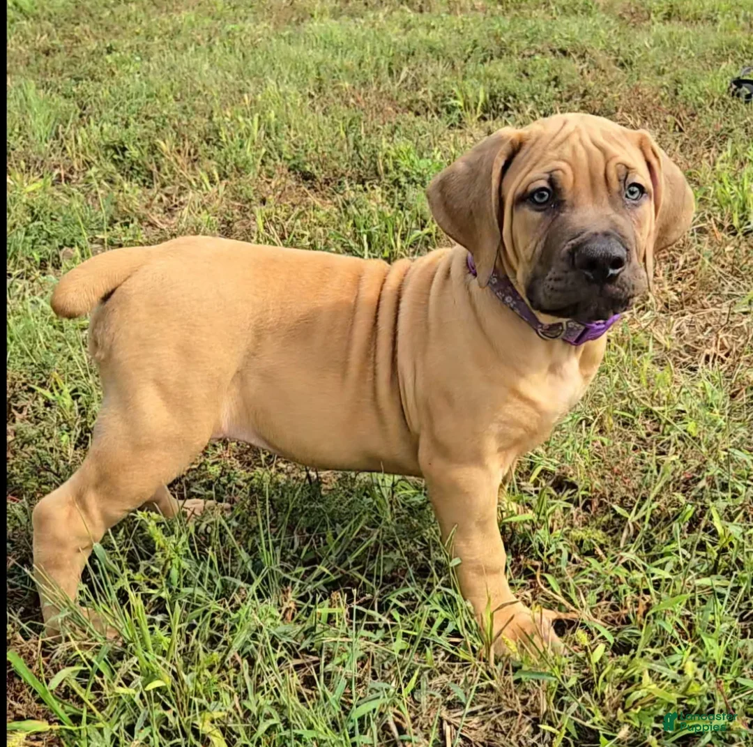 South African Boerboels dogs for sale: Boerboel Female 2 - Ad 1