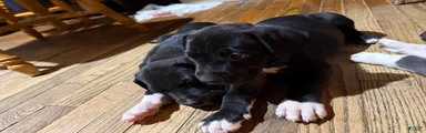 Baby 6
