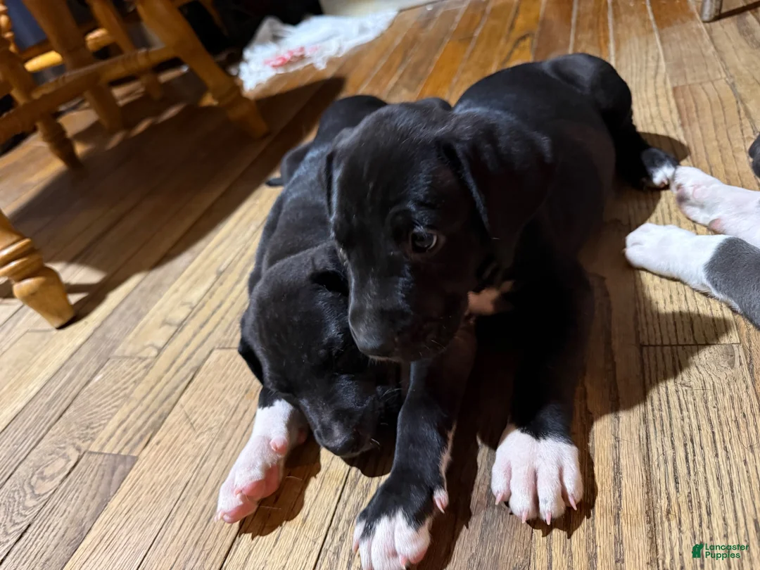 Mixed Breed dogs for sale: Baby 6 - Ad 1