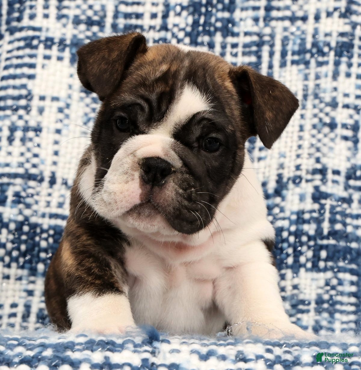 English Bulldog dogs Brutus - Ad 2
