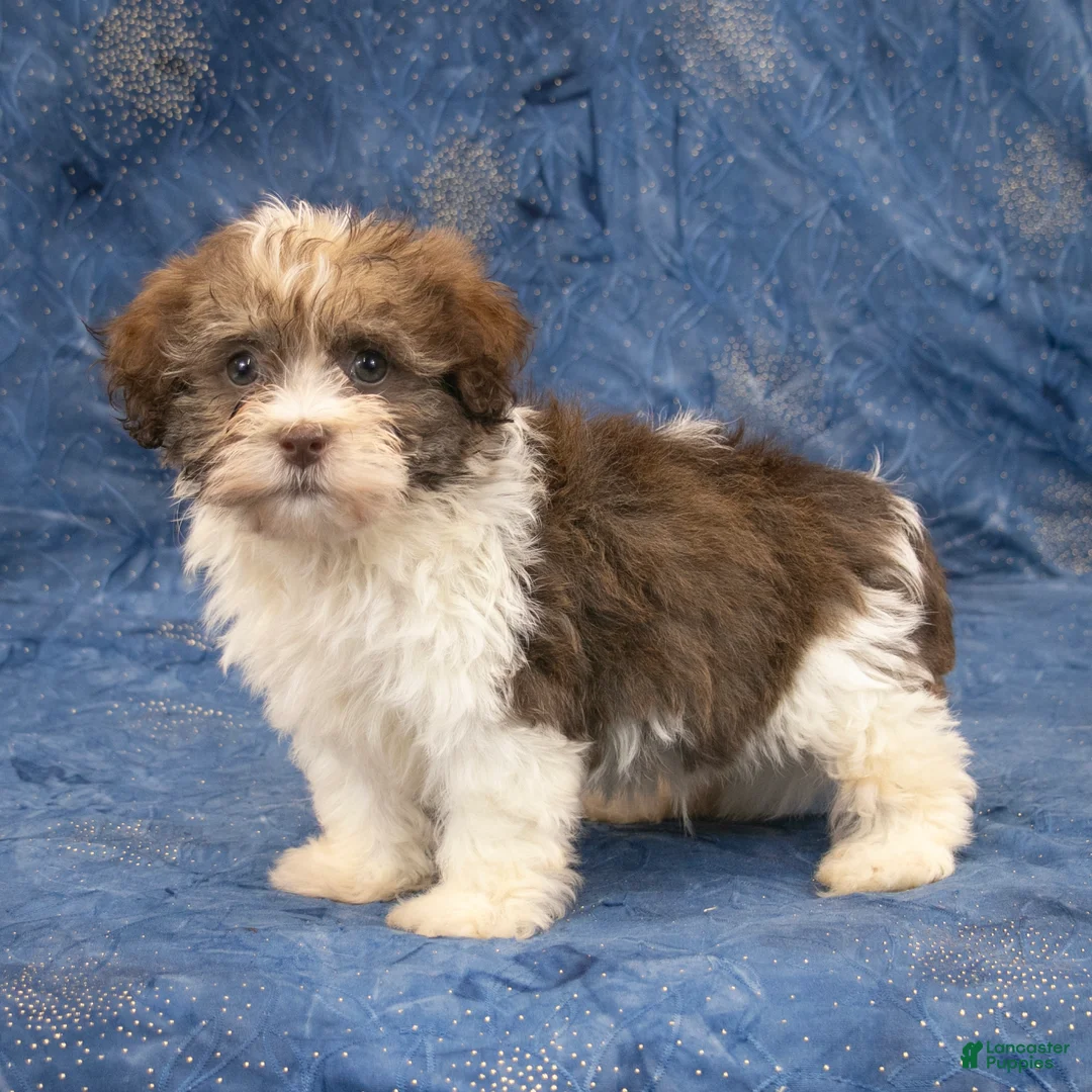 Havanese dogs for sale: Roscoe - Ad 2