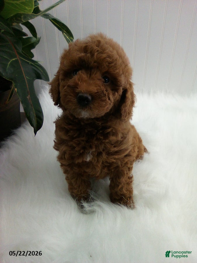 Miniature Poodle dogs Sherry - Ad 1