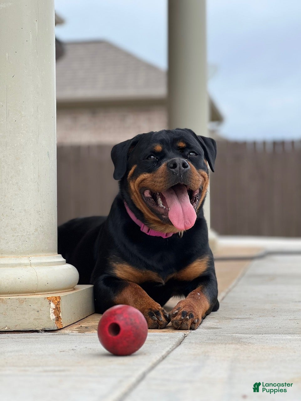 Rottweiler dogs Rottweiler Puppy 3 - Ad 2