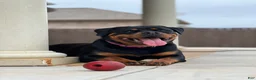 Rottweiler dogs for sale: Rottweiler Puppy 3 - Ad 2