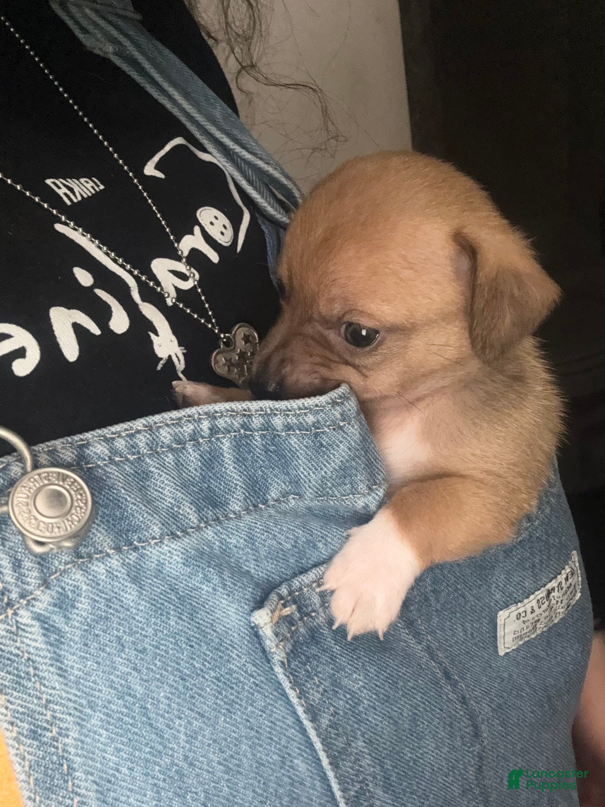 Mixed Breed dogs Michael Jackson - Ad 25