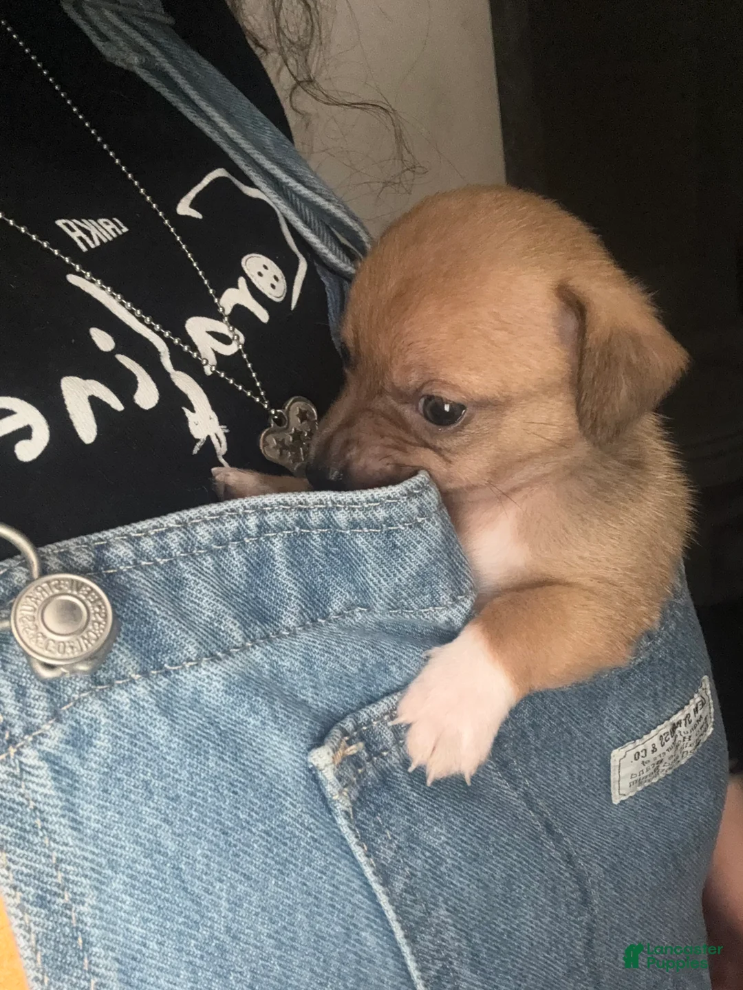 Mixed Breed dogs for sale: Michael Jackson - Ad 1