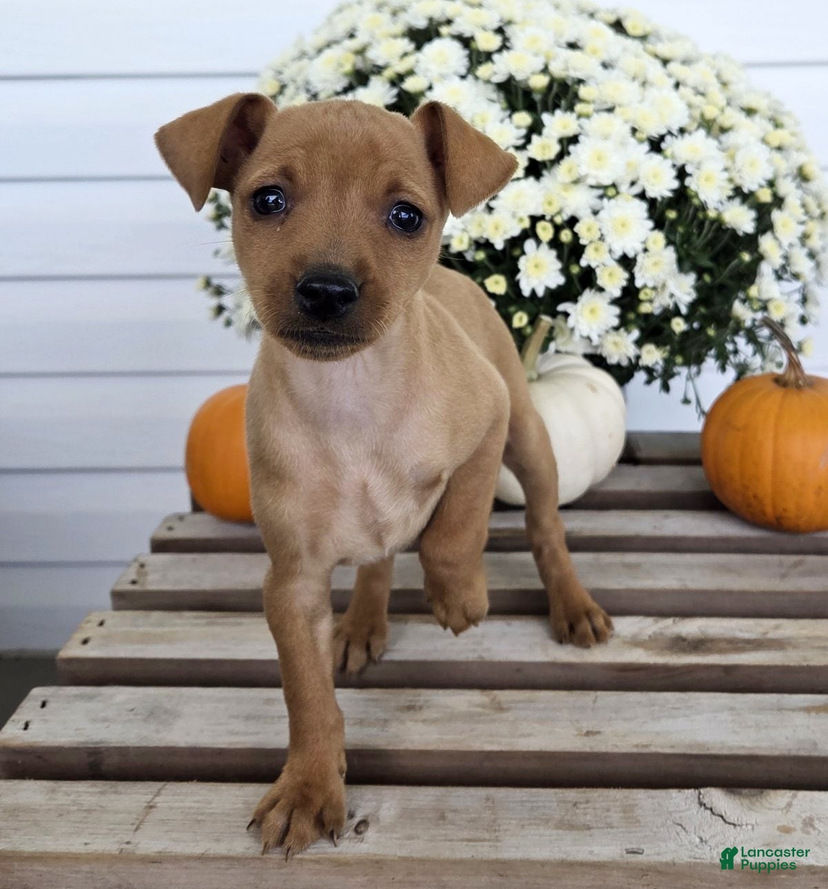 Miniature Pinscher dogs Lilly - Ad 2