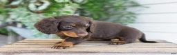 Miniature Dachshund dogs for sale: Maisie - Ad 5