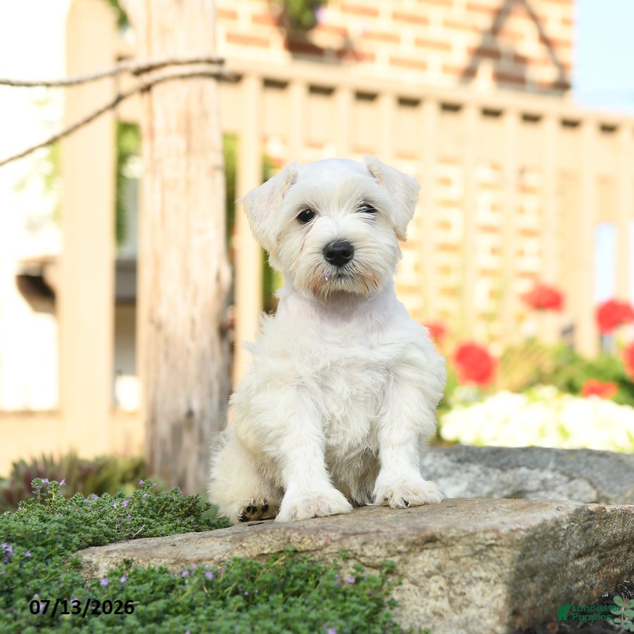 Miniature Schnauzer dogs Lollypop - Ad 1