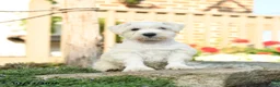 Miniature Schnauzer dogs for sale: Lollypop - Ad 1