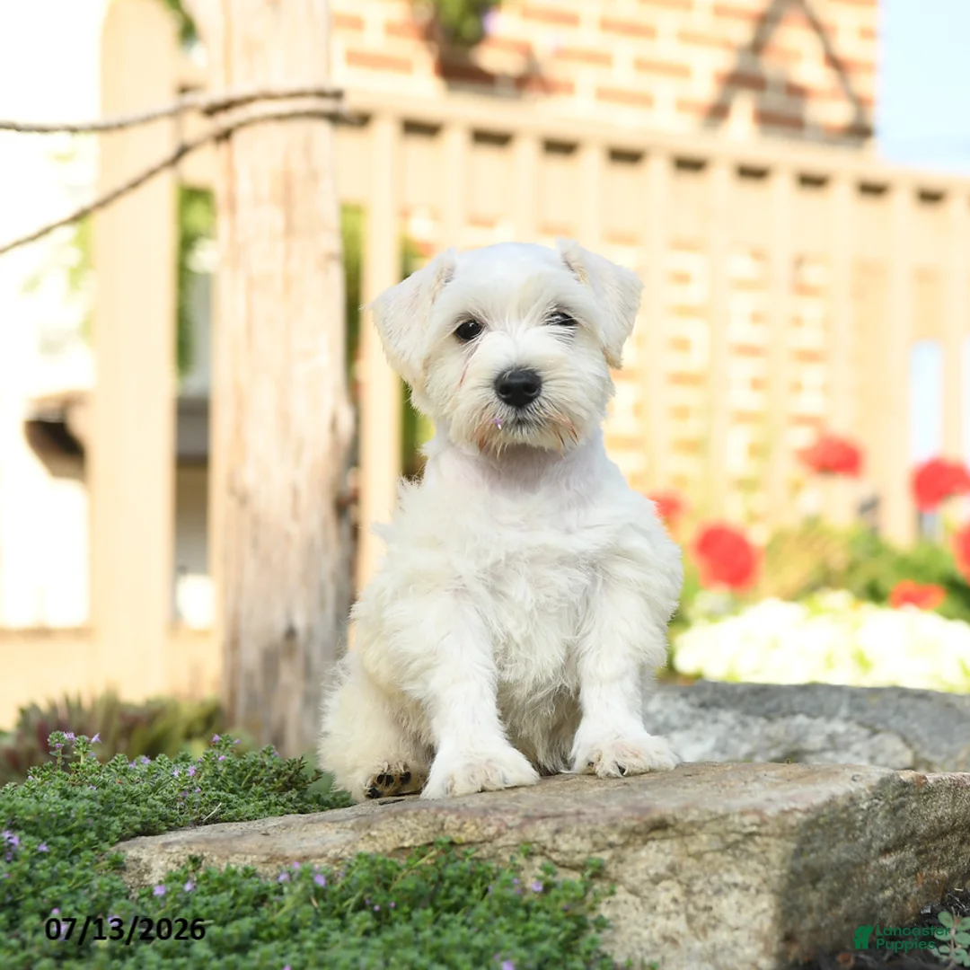 Miniature Schnauzer dogs for sale: Lollypop - Ad 1