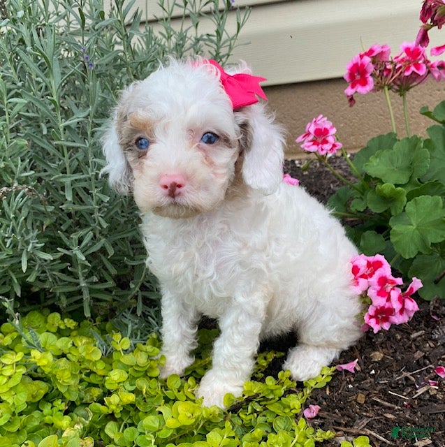 Cavapoo dogs Amber - Ad 2