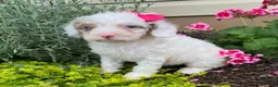 Cavapoo dogs for sale: Amber - Ad 2