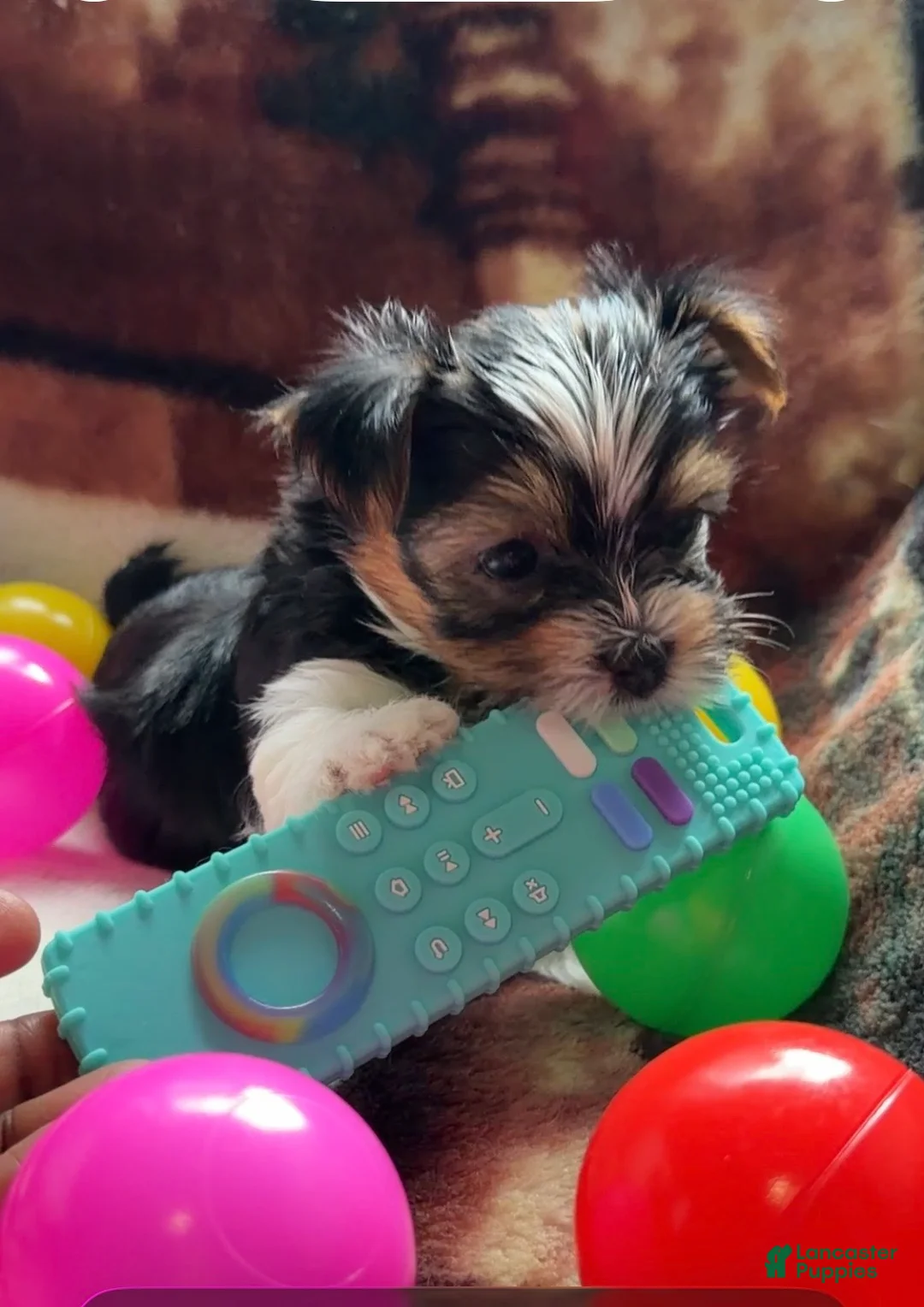 Yorkshire Terrier dogs for sale: Trixi | Yorkshire Terrier 7 - Ad 1