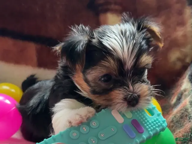Yorkshire Terrier dogs for sale: Trixi | Yorkshire Terrier 7 - Ad 1