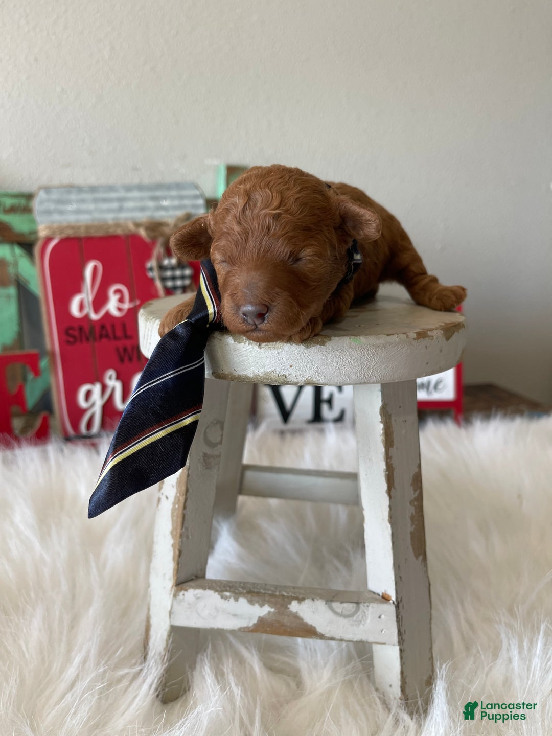 Toy Poodle dogs for sale: Akc Bred Color Red Boy - Ad 2