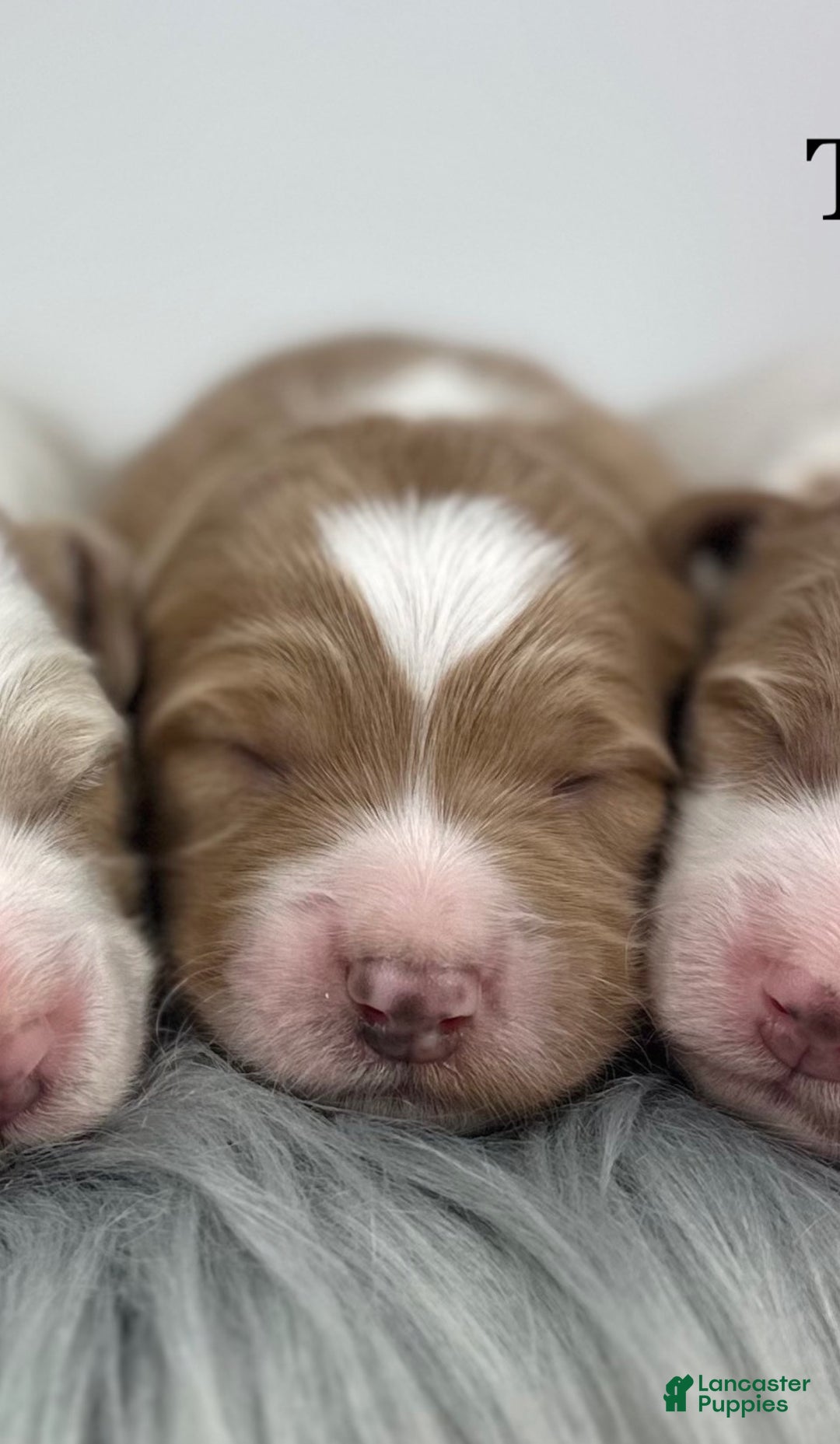 Goldendoodle dogs for sale: F1b Mini Girl 3 - Ad 1