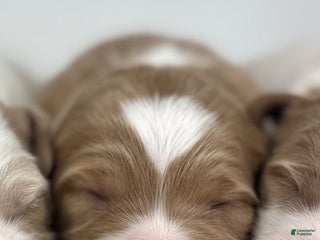 Goldendoodle dogs F1b Mini Girl 3 - Ad 34