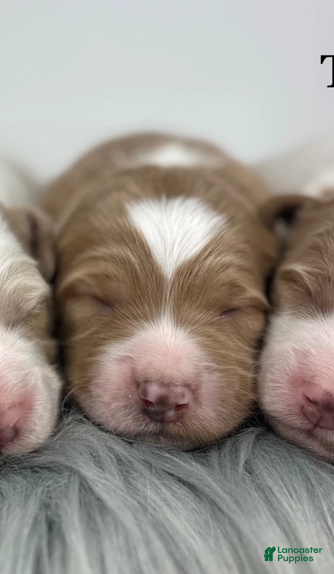 Goldendoodle dogs for sale: Maggie- F1b Mini - Ad 4