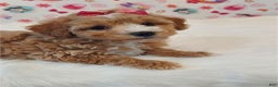 Miniature Poodle dogs for sale: Miniature Poodle Puppy 2 - Ad 2
