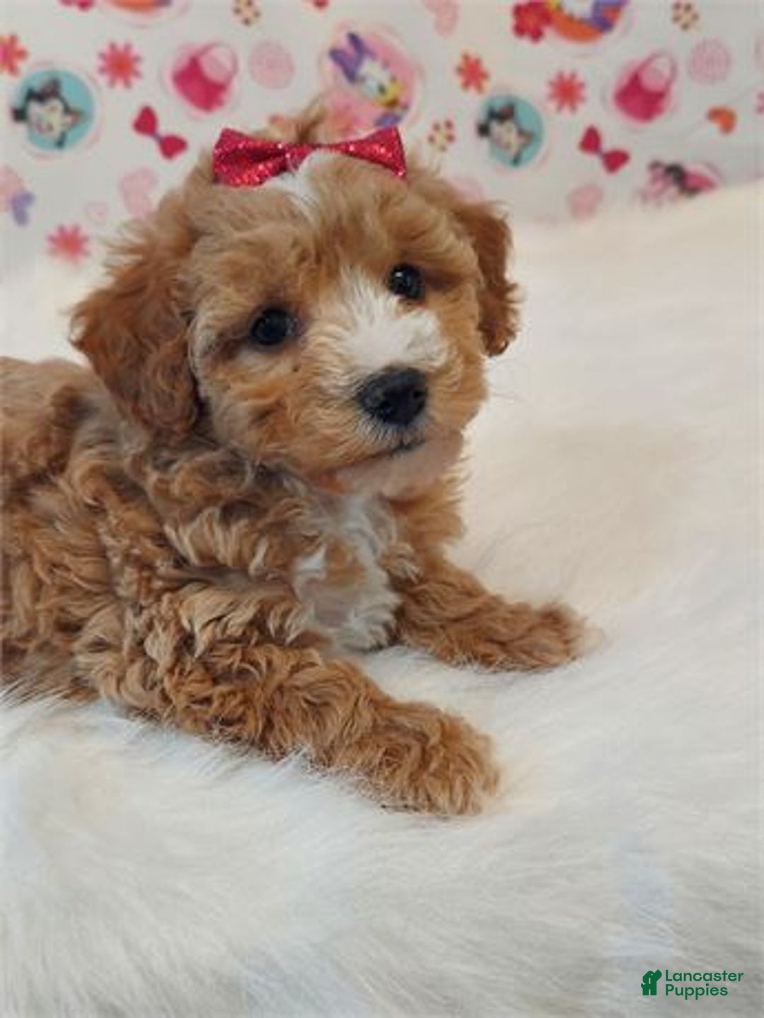 Miniature Poodle dogs for sale: Miniature Poodle Puppy 2 - Ad 2