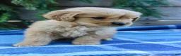 Golden Retriever dogs for sale: Tiny Timmy  - Ad 4