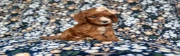 Cockapoo dogs for sale: Miley - Ad 3