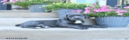 Cane Corso dogs for sale: Rex - Ad 3