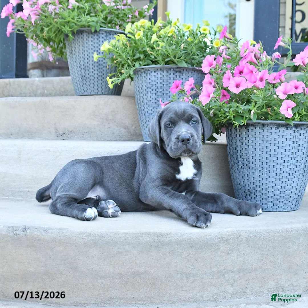 Cane Corso dogs for sale: Rex - Ad 3