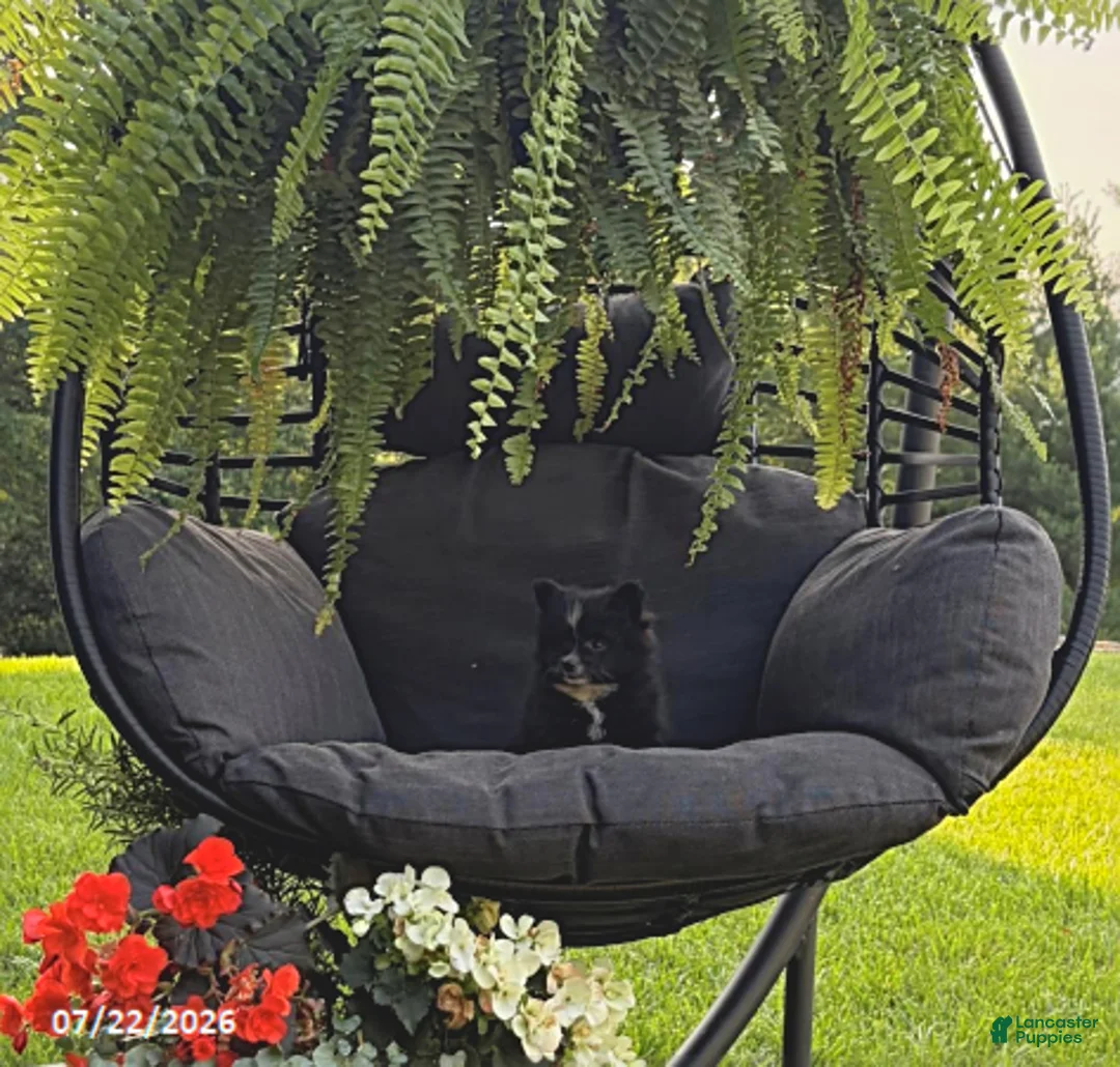 Pomeranian dogs for sale: Jewel - Ad 1