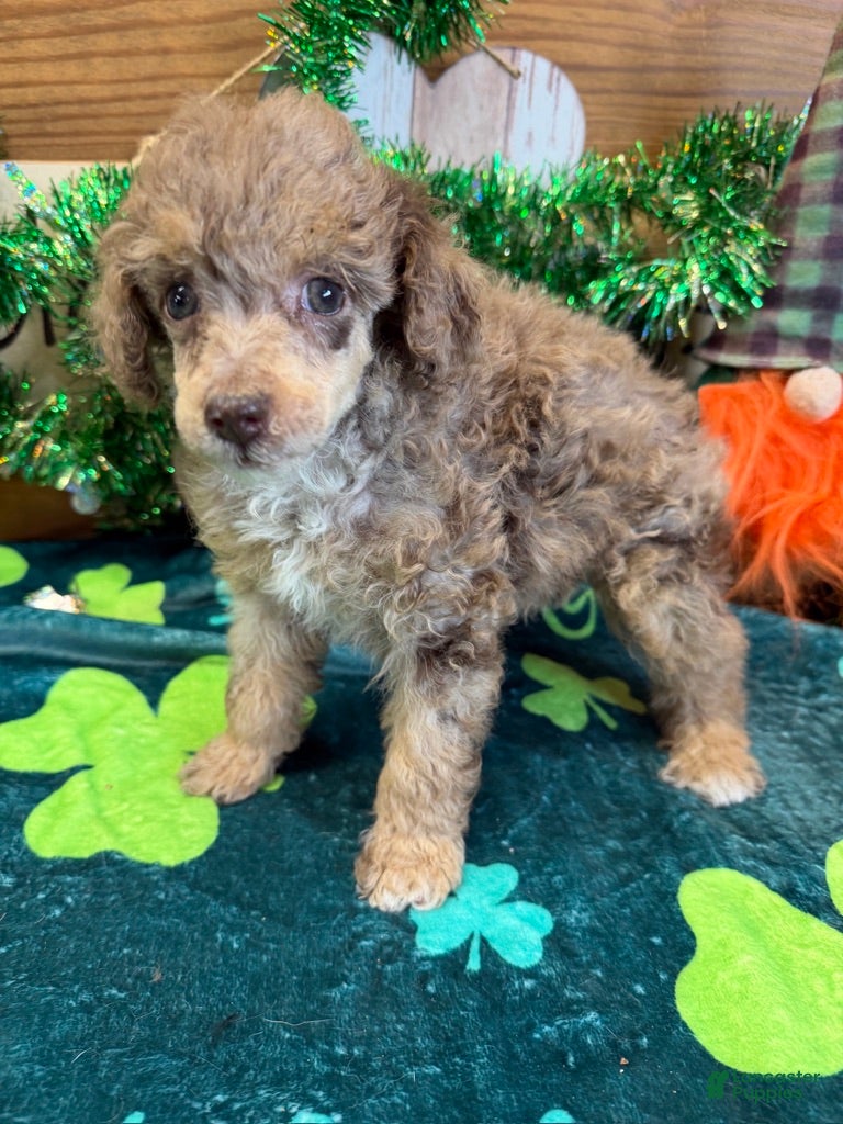Miniature Poodle dogs Snickers - Ad 27