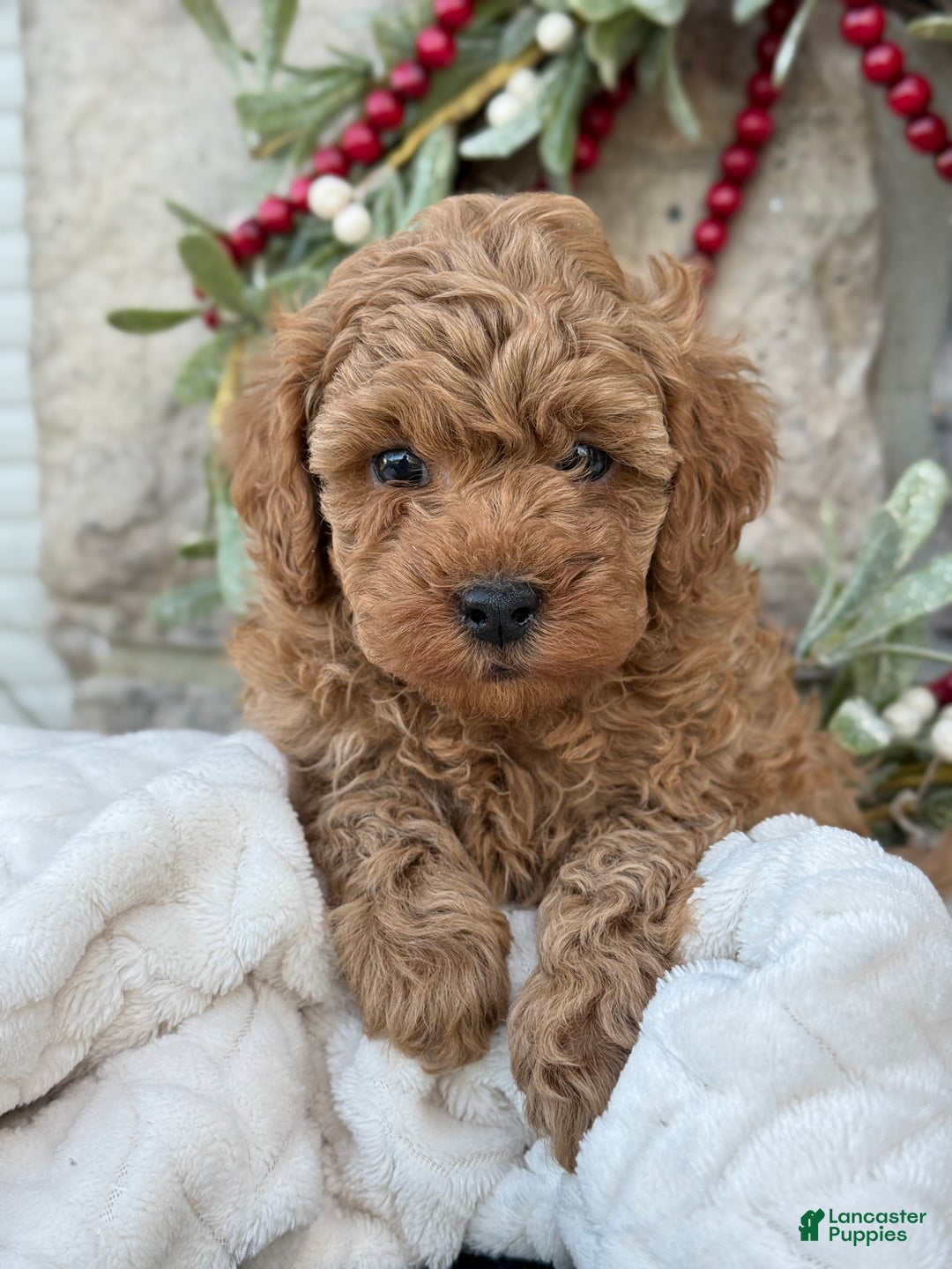 Toy Poodle dogs for sale: Trenton - Ad 4