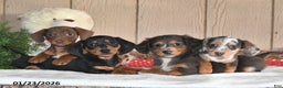 Miniature Dachshund dogs for sale: Lilly Grace - Ad 4