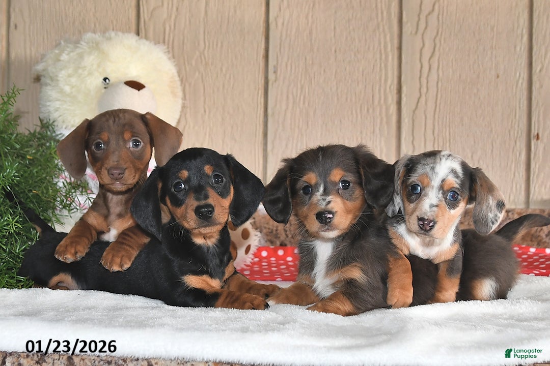 Miniature Dachshund dogs for sale: Lilly Grace - Ad 4
