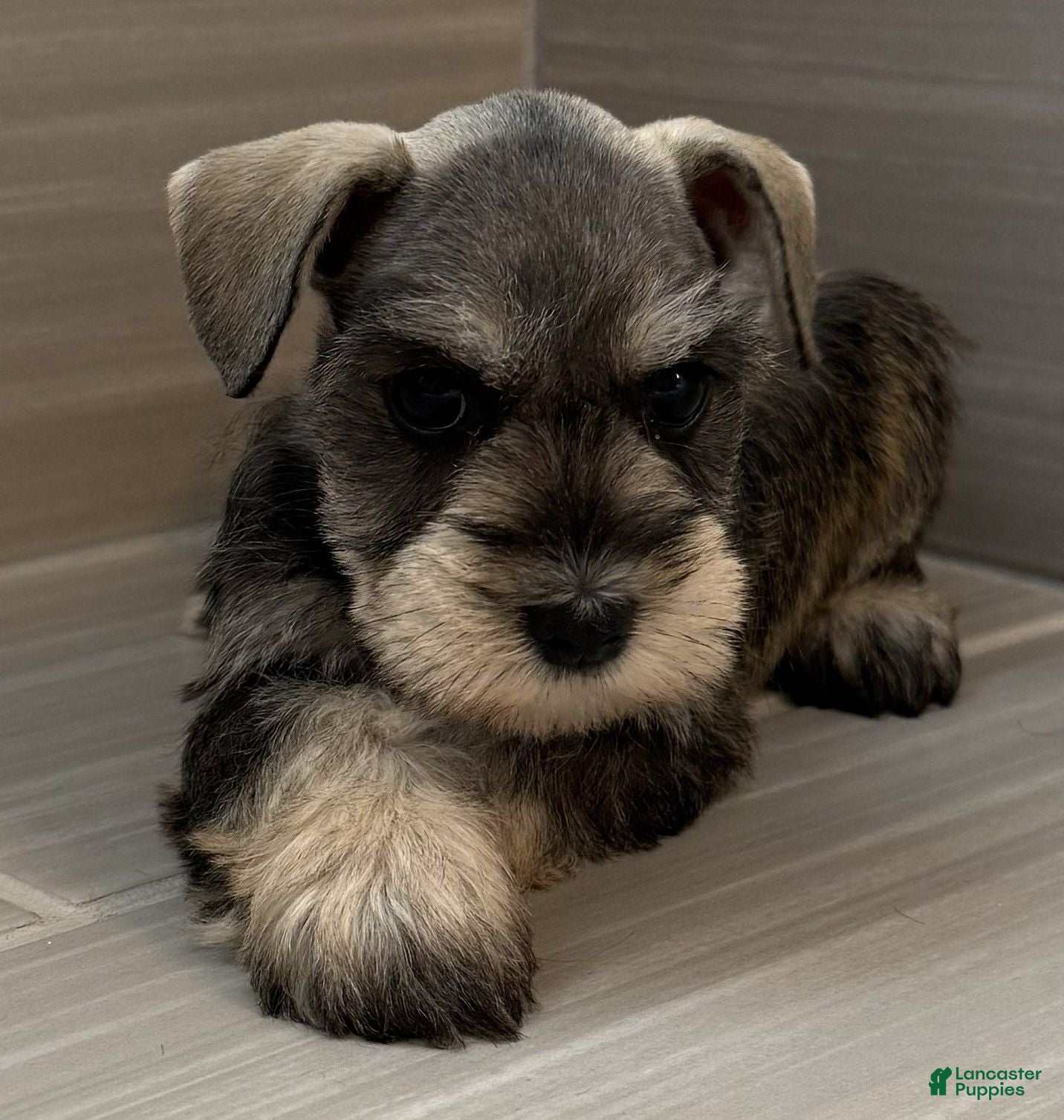 Miniature Schnauzer dogs Harmony - Ad 2