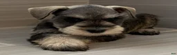 Miniature Schnauzer dogs for sale: Harmony - Ad 2