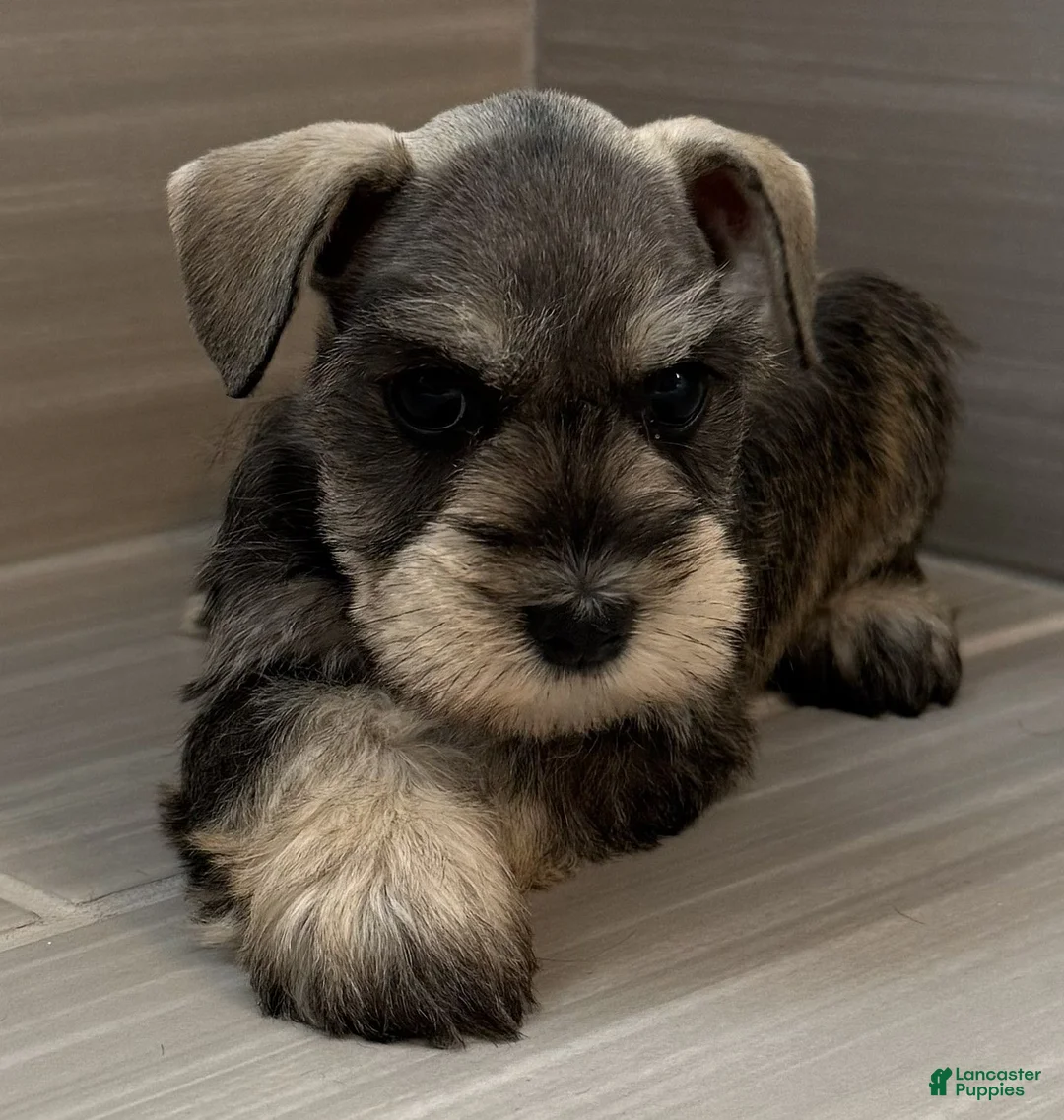 Miniature Schnauzer dogs for sale: Harmony - Ad 2