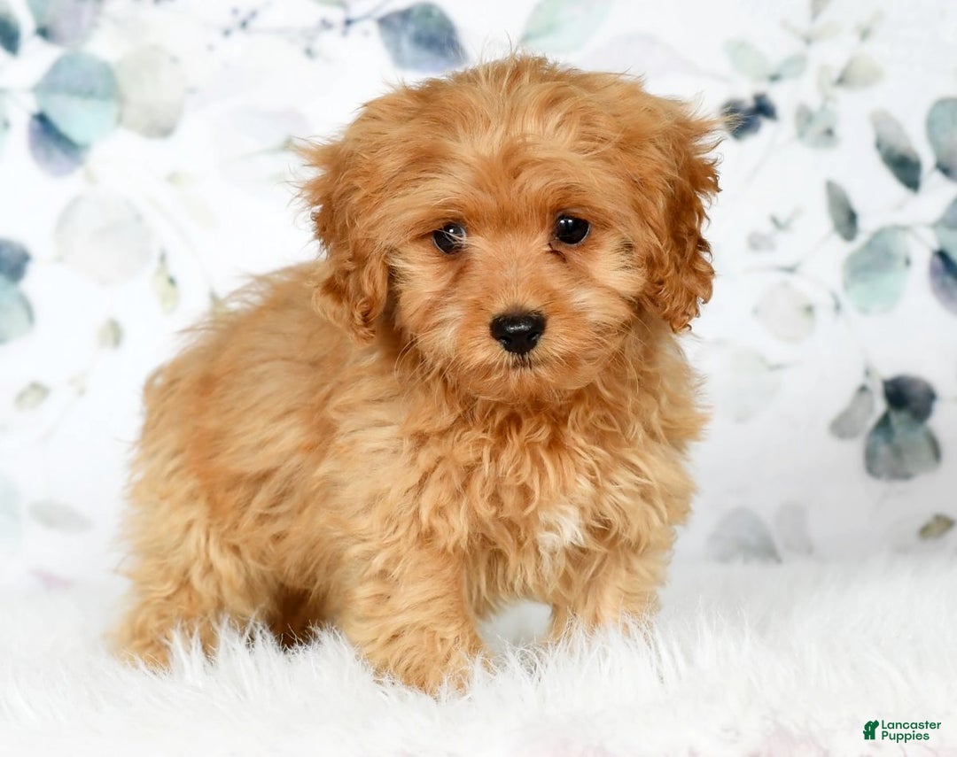 Cockapoo dogs for sale: Rocky - Ad 3