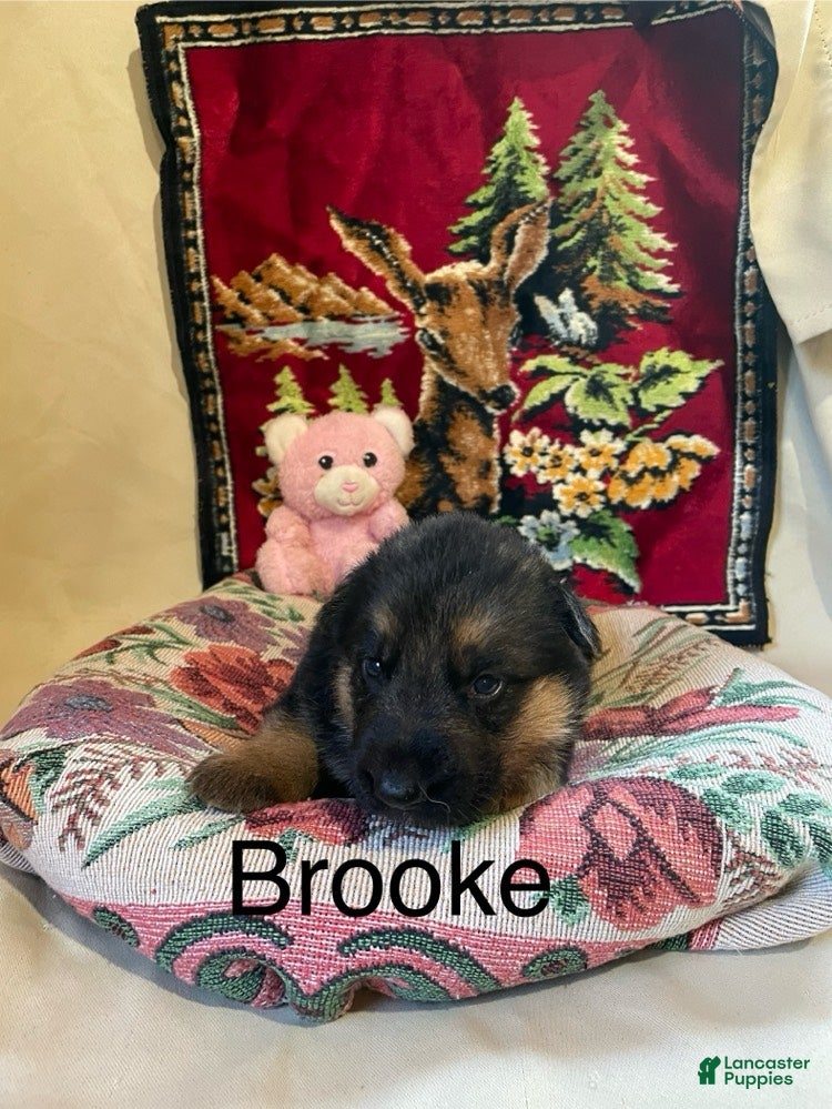 German Shepherd dogs Brooke - Ad 2
