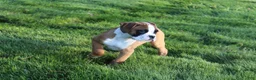 Boxer dogs for sale: Gus - Ad 3