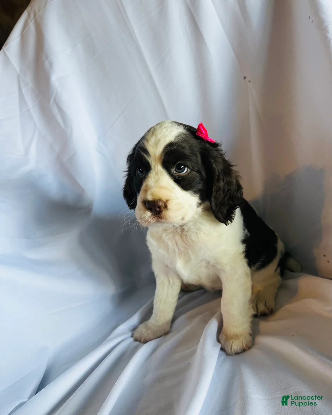 English Springer Spaniel dogs for sale: English Springer Spaniel 1 - Ad 2