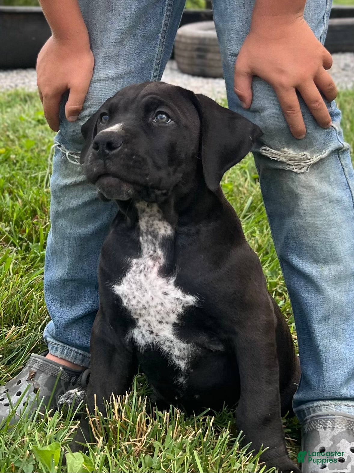 South African Boerboels dogs for sale: South African Boerboels 1 - Ad 2