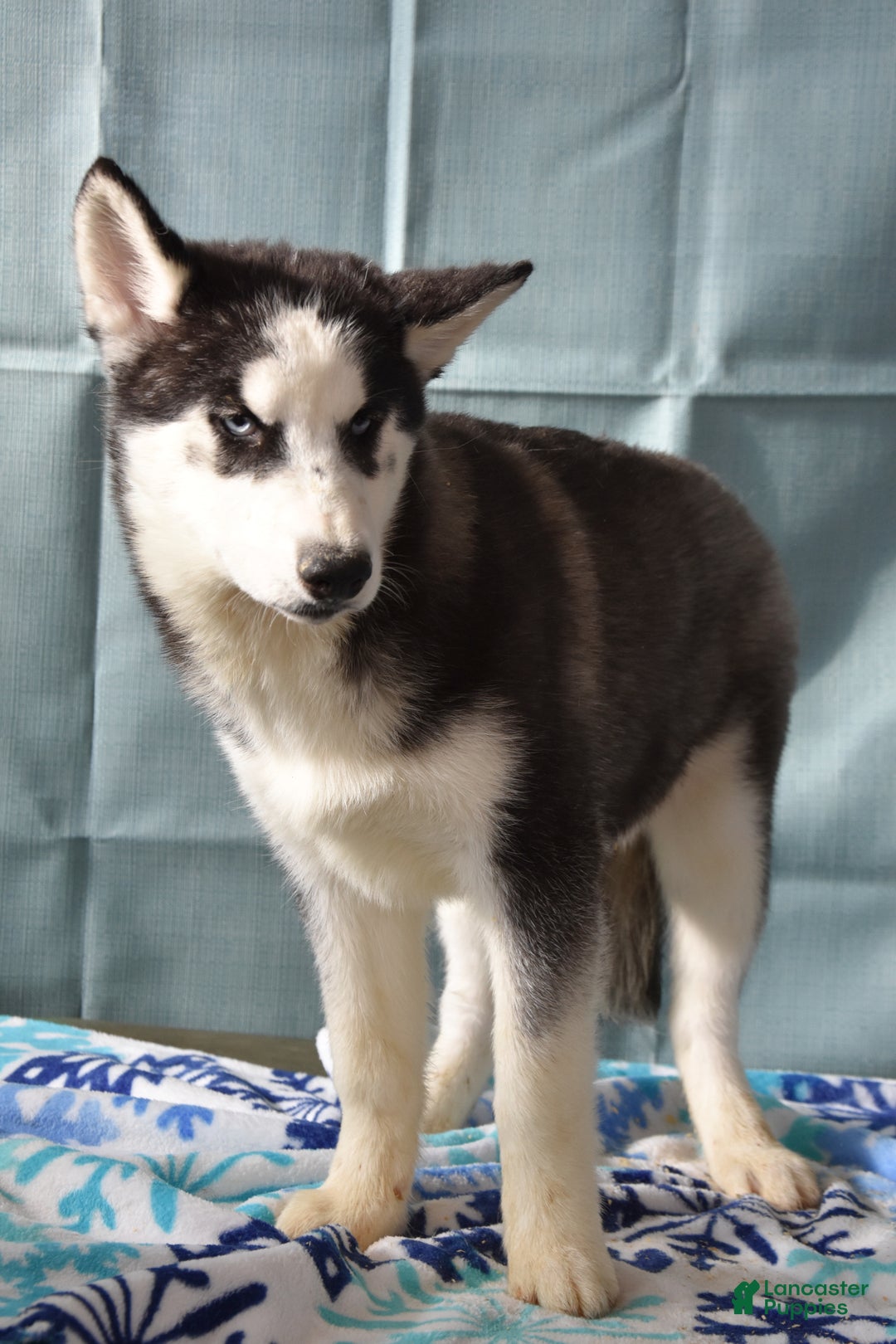 Siberian Husky dogs for sale: Anna Bell - Ad 1