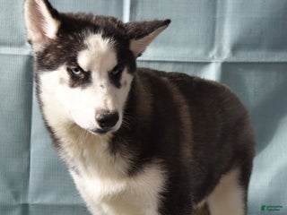 Siberian Husky dogs Anna Bell - Ad 2