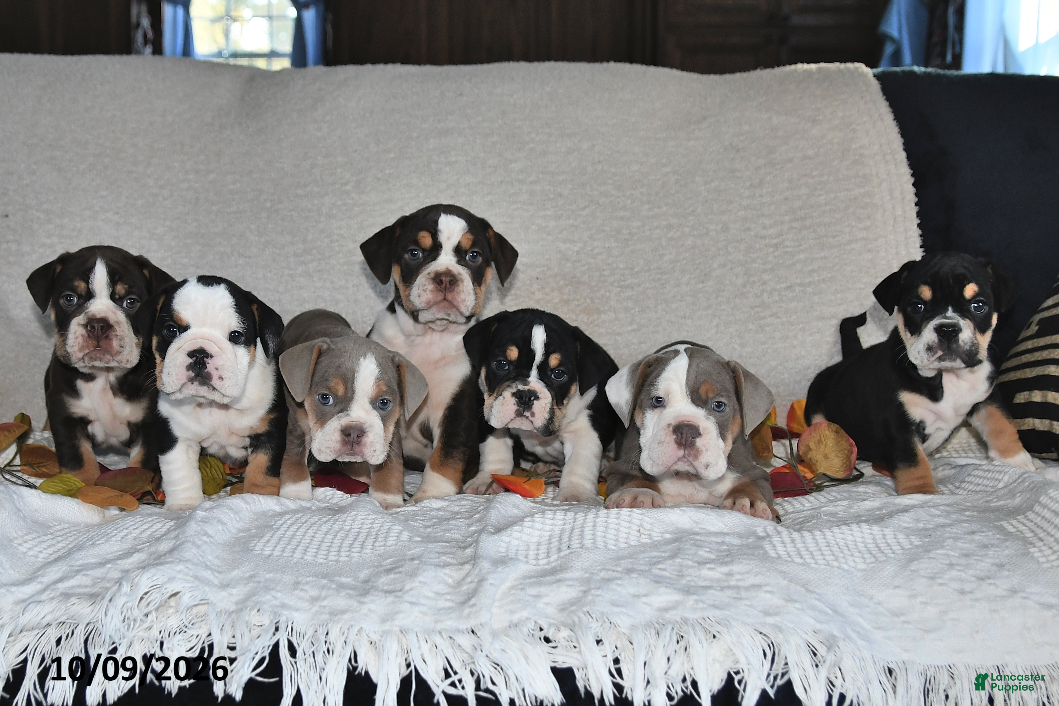 Beabull dogs Ranae - Ad 2