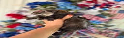 Miniature Schnauzer dogs for sale: Miniature Schnauzer Puppy 1 - Ad 3