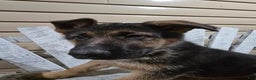 German Shepherd dogs for sale: Hunter - Ad 10